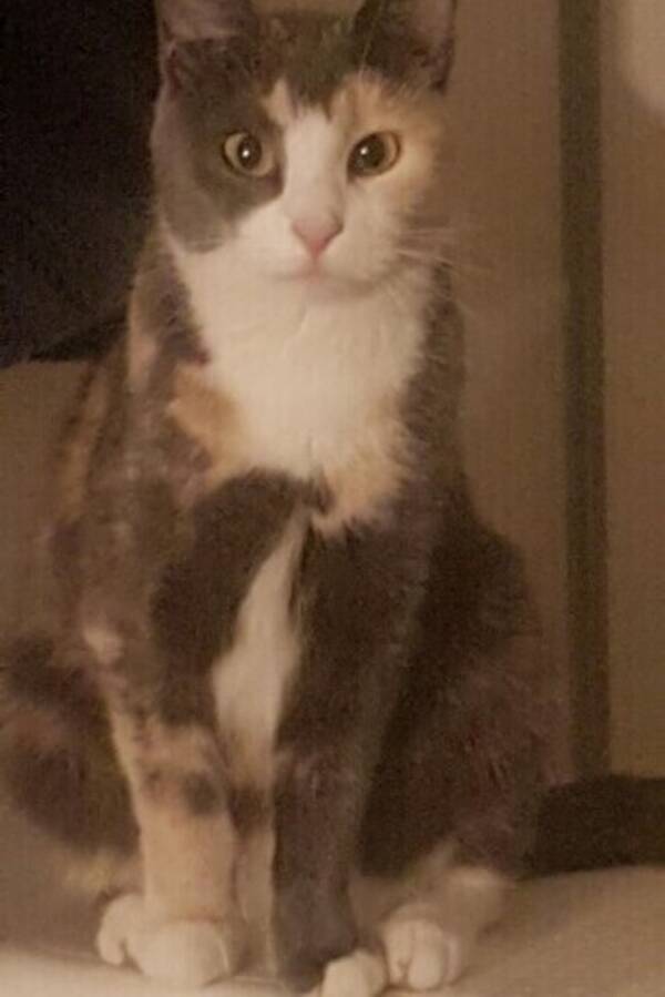 Katt - Cicci 14 år