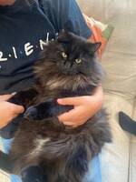 Katten Simba