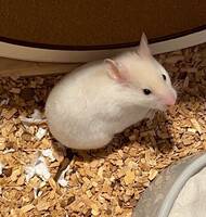 Guldhamstern Winnie