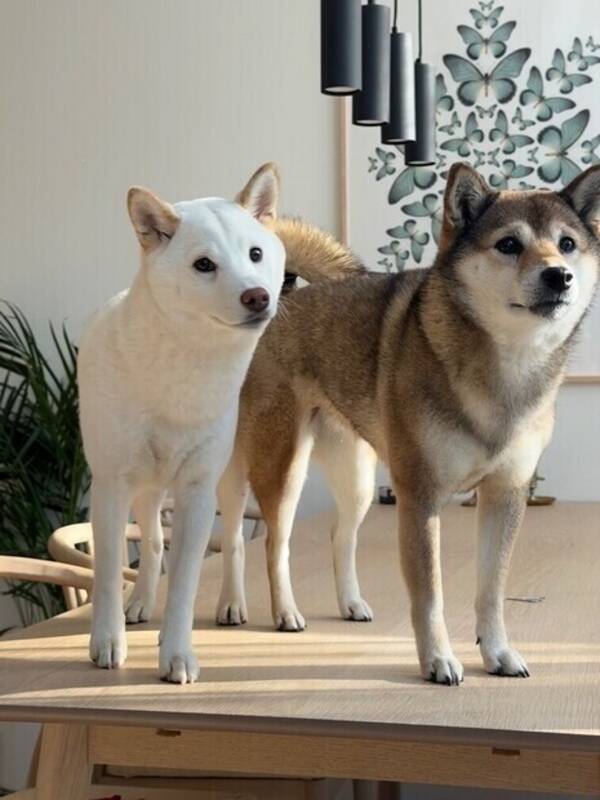 Hund - Shiborna Sushi och Ellie