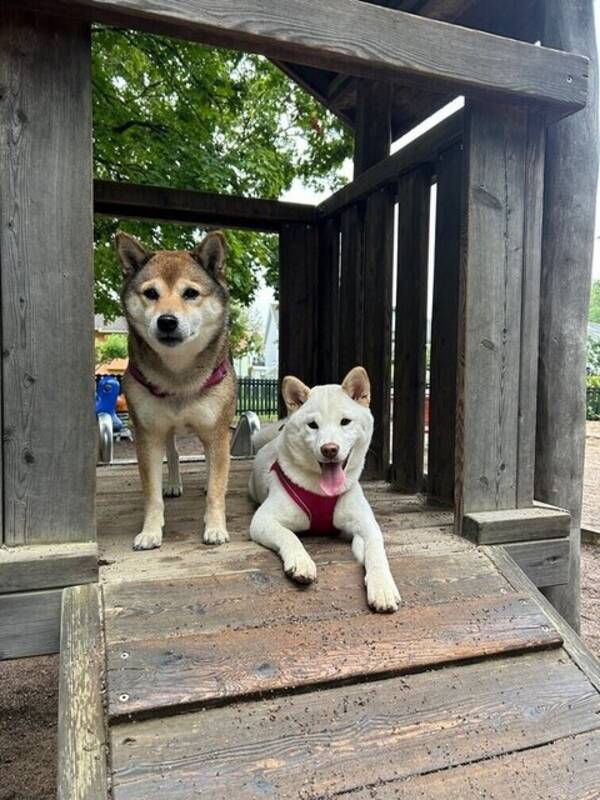 Hund - Shiborna Sushi och Ellie