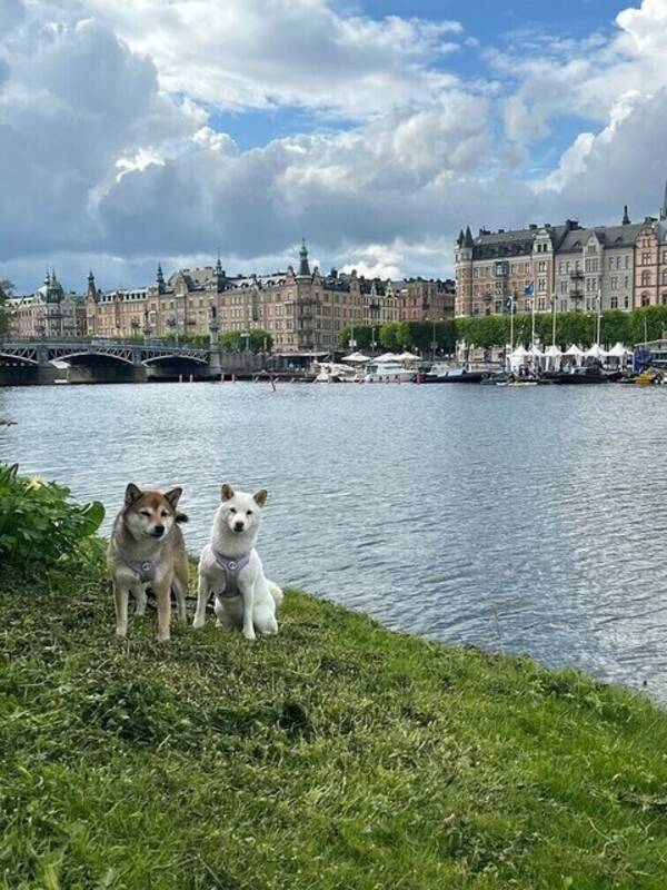 Hund - Shiborna Sushi och Ellie