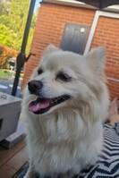 Roxy