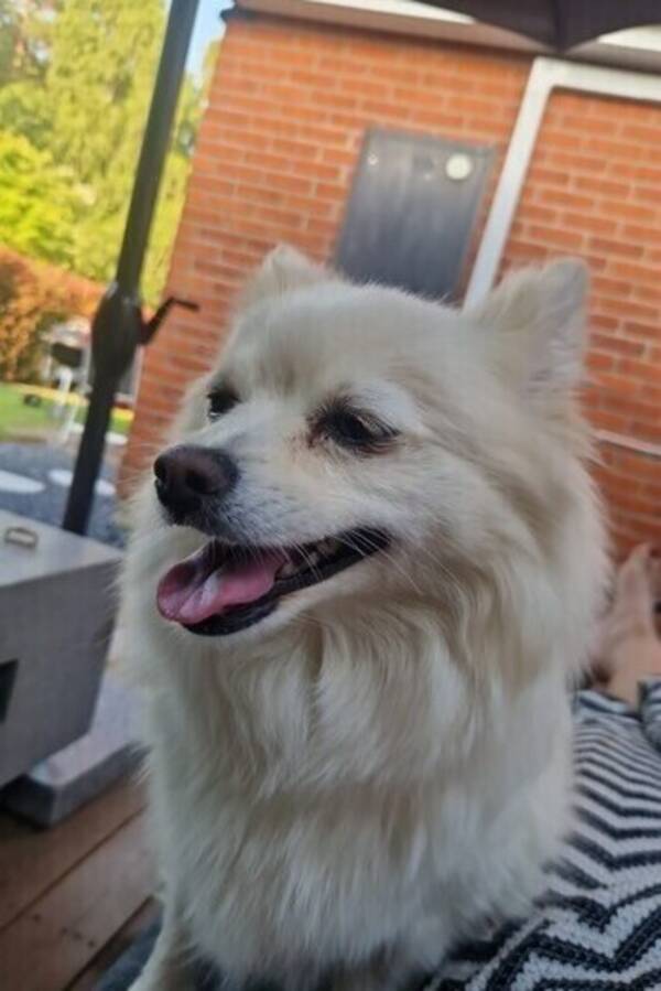 Hund - Roxy
