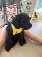 Goldendoodle Nelly