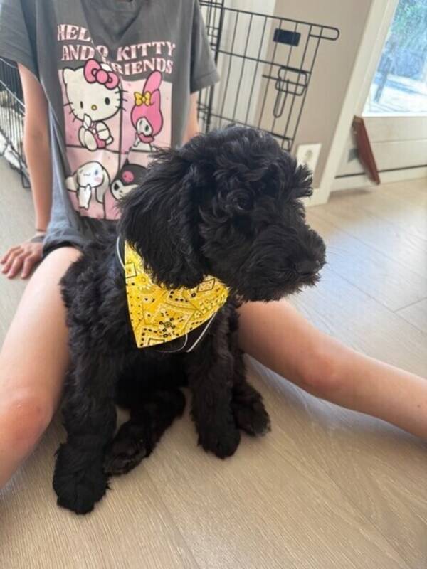 Hund - Goldendoodle Nelly