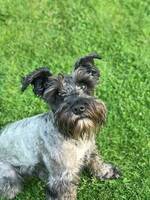Vera