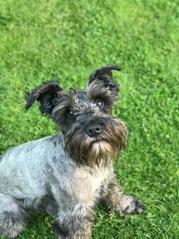 Hund - Vera