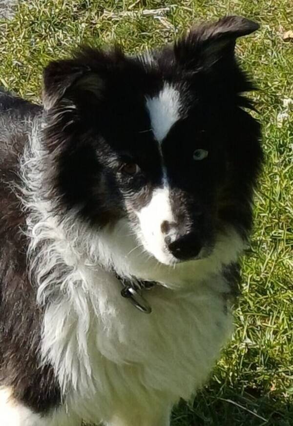Hund - Mysiga familjehundar