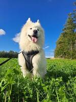 Samojed Rex