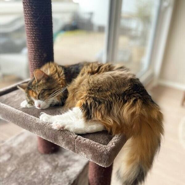 Katt - Kyubi