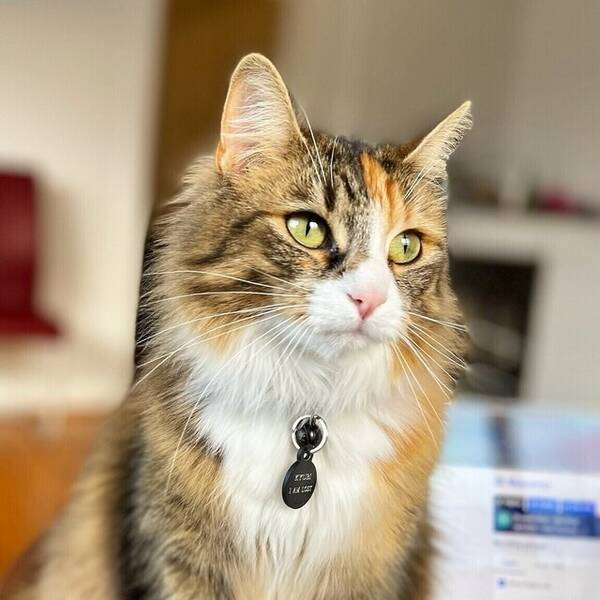Katt - Kyubi