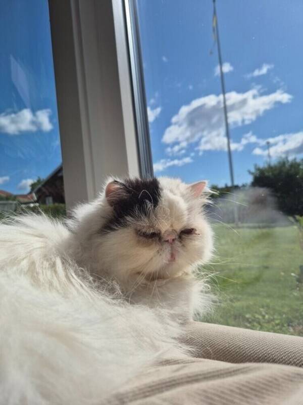 Katt - #dollydoleres 