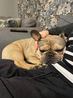 Fransk Bulldog