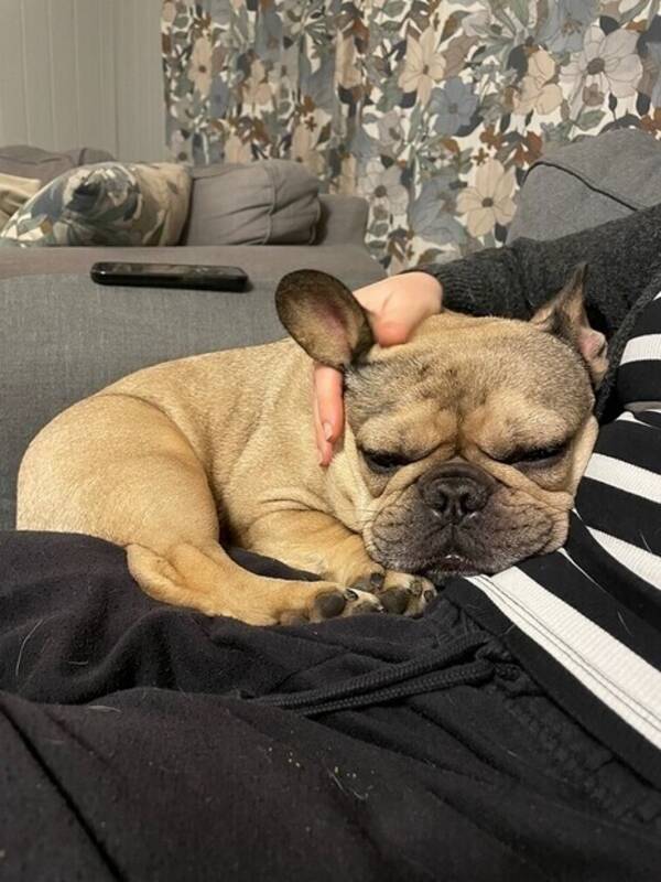 Hund - Fransk Bulldog