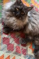 Main coon