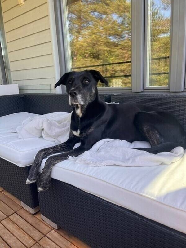 Hund - Bella 