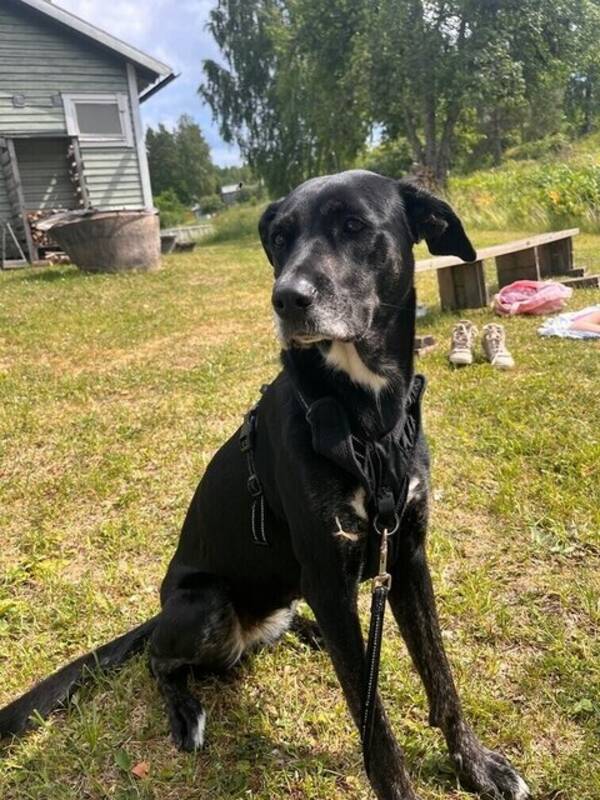 Hund - Bella 