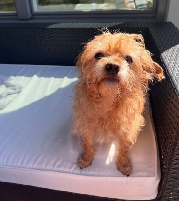 Hund - Tjorven 