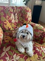Bichon havanais