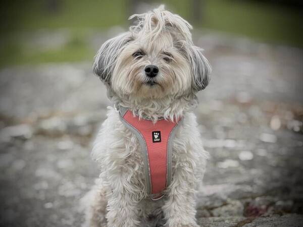 Hund - Bichon havanais