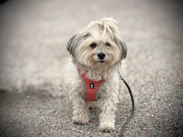 Hund - Bichon havanais