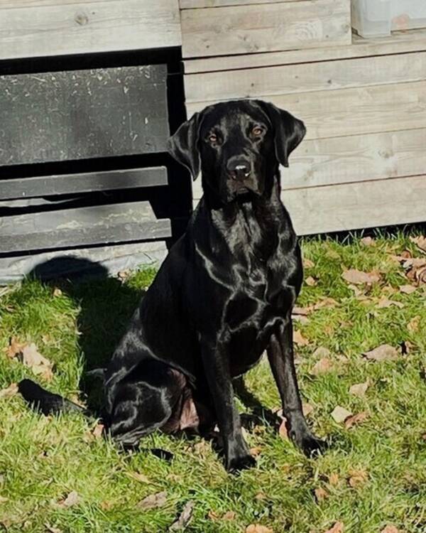 Hund - Jaktlabrador