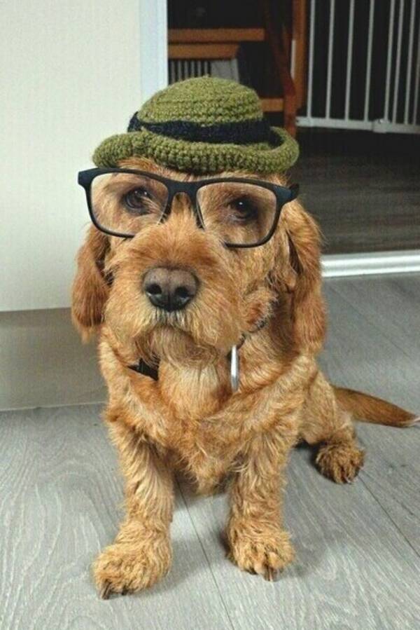 Hund - Solan 