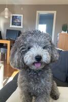 Toy puddel