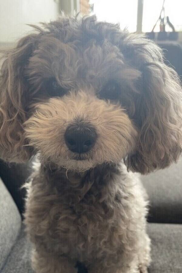 Hund - Toy puddel