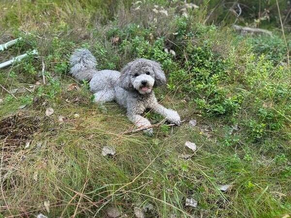 Hund - Toy puddel