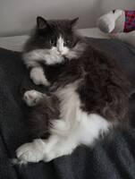 Norwegian forest