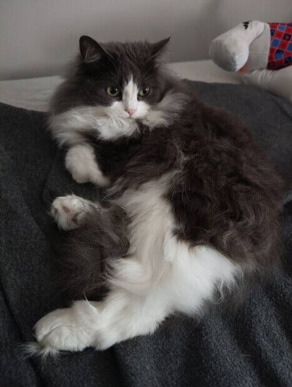 Katt - Norwegian forest
