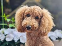 Cockapoo