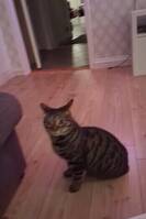 Bondkatt Sixten