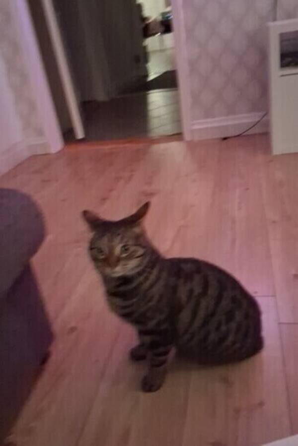 Katt - Bondkatt Sixten