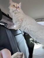Katten Miloe