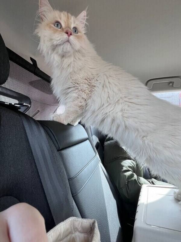 Katt - Katten Miloe 