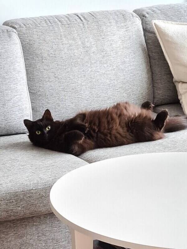 Katt - Isobel