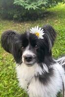 Charlie papillon