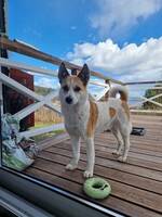 Norrbottenspets Eira