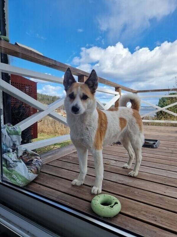 Hund - Norrbottenspets Eira