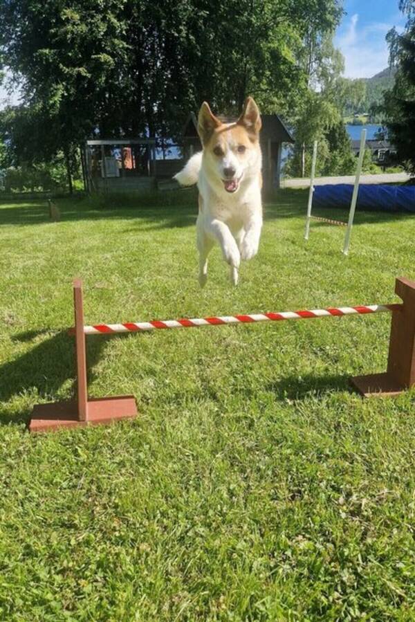 Hund - Norrbottenspets Eira
