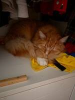 Orange/vit katt
