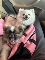 Snowy & bruno