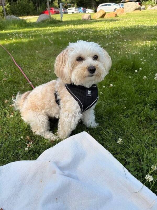 Hund - Här är vår maltipoo Ines