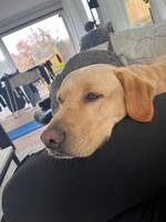 Labrador