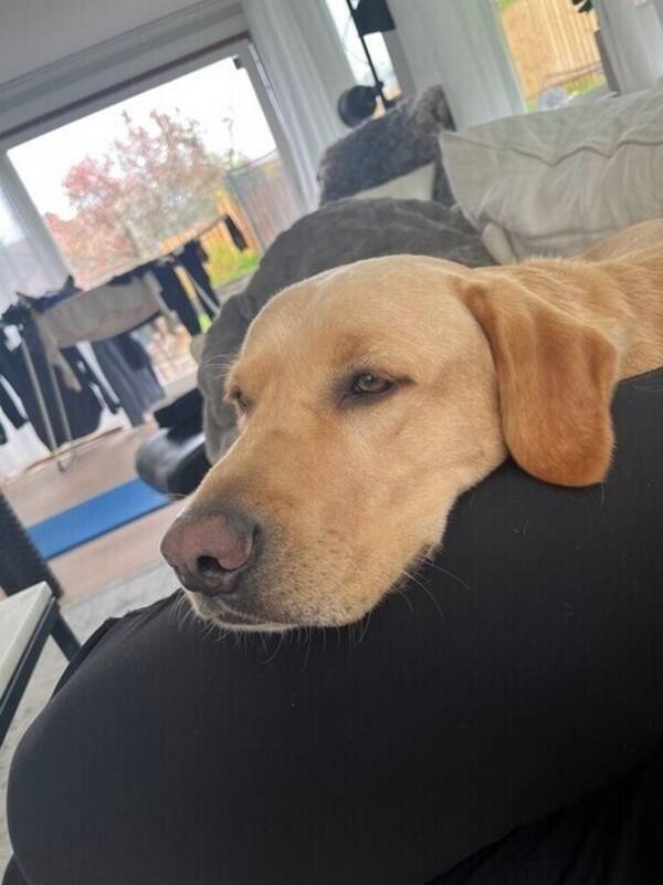 Hund - Labrador