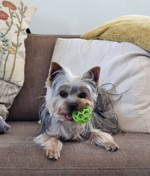 Hund - Yrkie