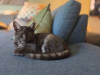 Katt Remus